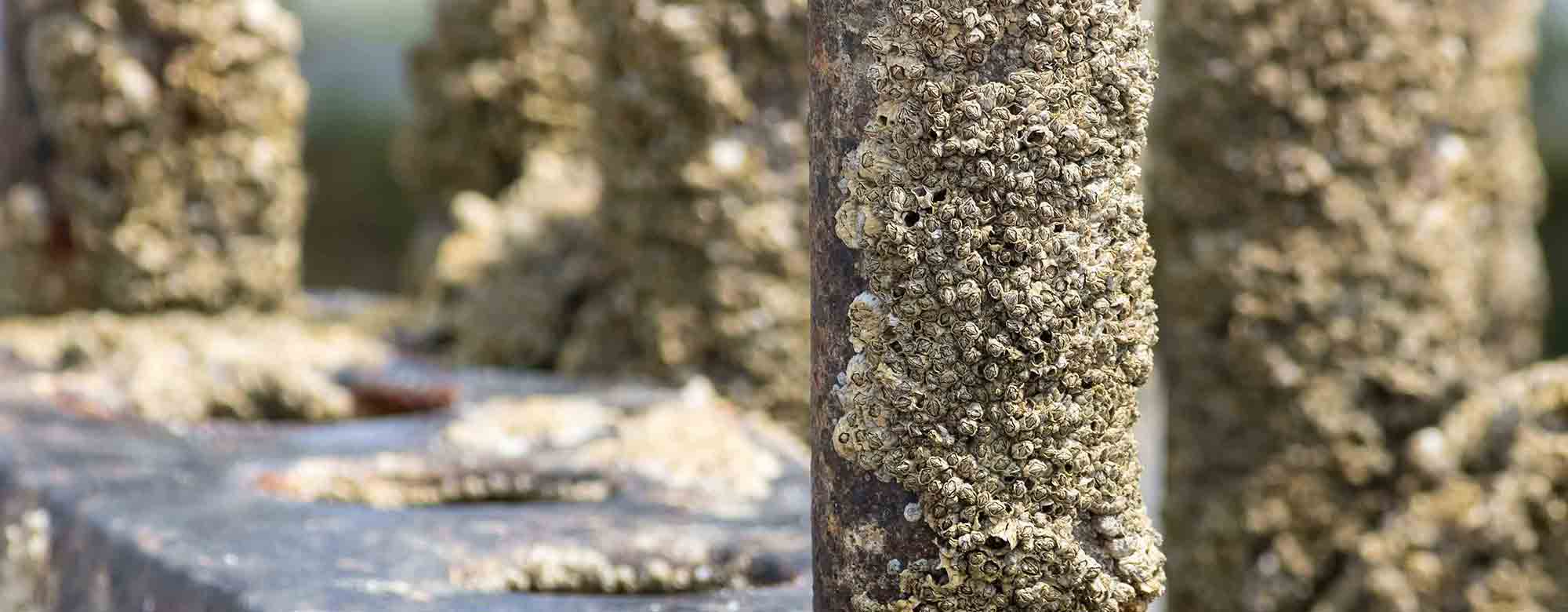 BioFouling and Algae Prevention